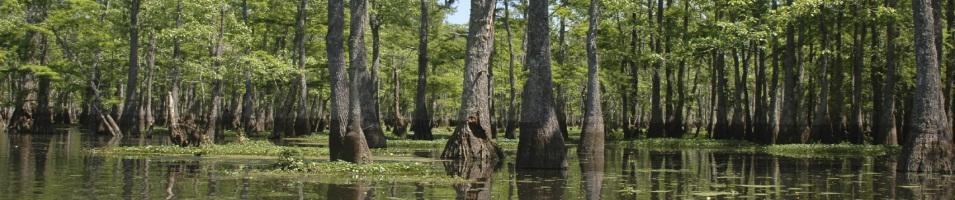 Louisiana Bayou